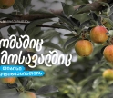 თიბისი აგრობიზნესისთვის - „ჭარებულას“ ვაშლის ბაღები ქართლში