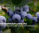 თიბისის მხარდაჭერით, ლურჯი მოცვის მწარმოებლებისთვის საერთაშორისო სემინარი გაიმართა