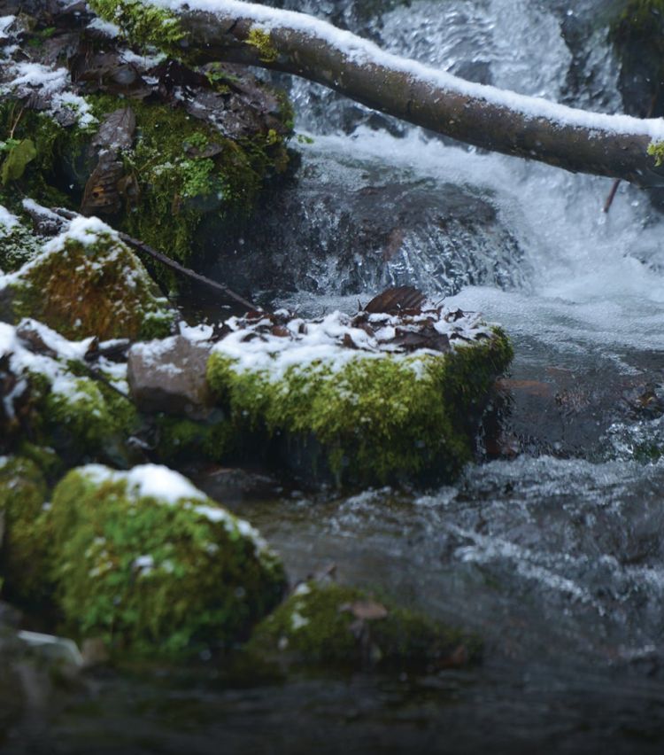 საირმეში დათევზიანების მეორე ეტაპი დასრულდა - მდინარე წაბლარასწყალში წითელწინწკლებიანი კალმახის ქვირითი გაუშვეს