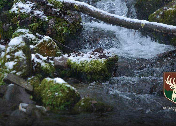 საირმეში დათევზიანების მეორე ეტაპი დასრულდა - მდინარე წაბლარასწყალში წითელწინწკლებიანი კალმახის ქვირითი გაუშვეს